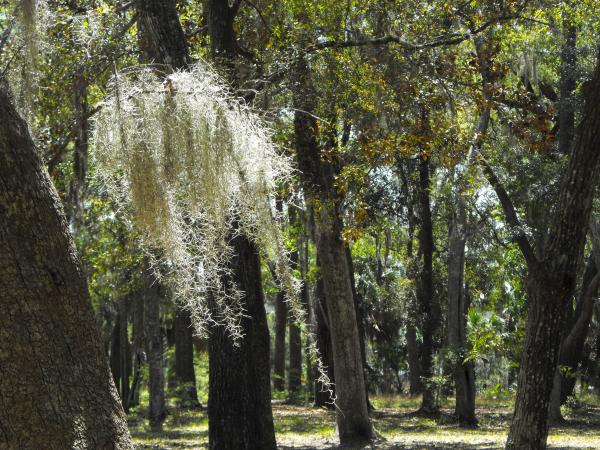 Fort McAllister State Park, GA A chandelier of Spanish Moss.