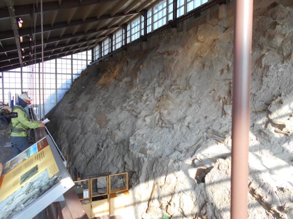 Fossil wall in the Quarry Hall, Dinosaur National Monument, Jensen, UT