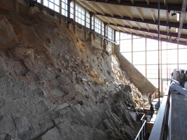 Fossil wall in the Quarry Hall, Dinosaur National Monument, Jensen, UT