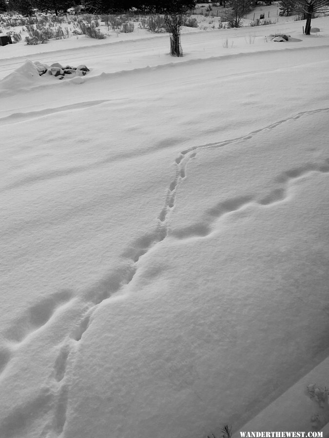 Fox Track in Fresh Snow