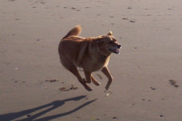 Foxy running on beach in Bandon, Oregon