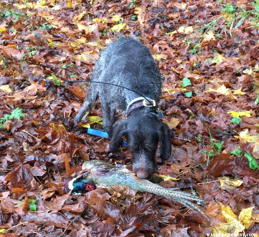 Fritz’s First Pheasant