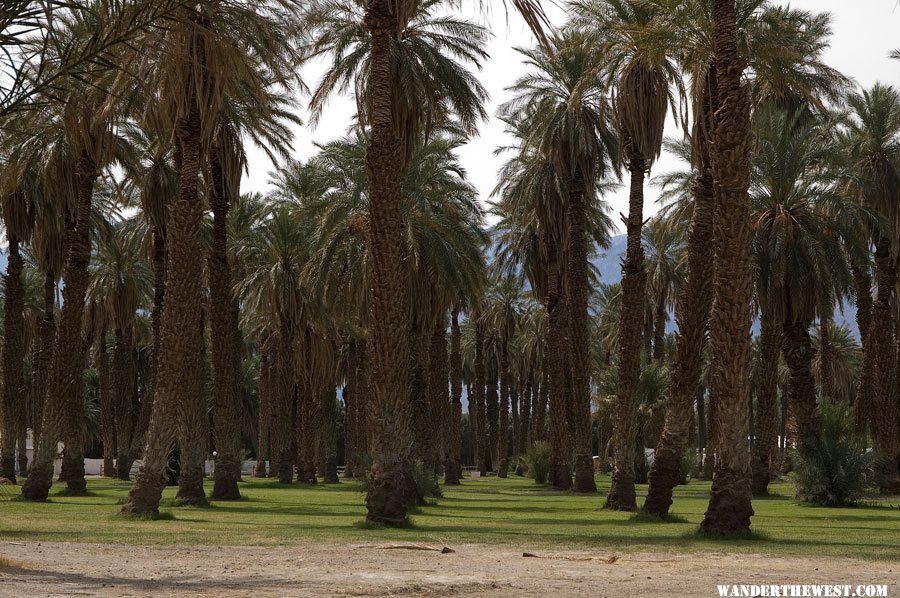 Furnace Creek Date Palms