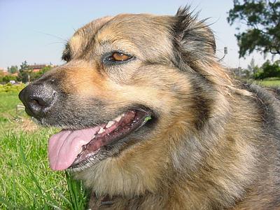 Gabbo the conversion dog. Relocated to dog heaven.