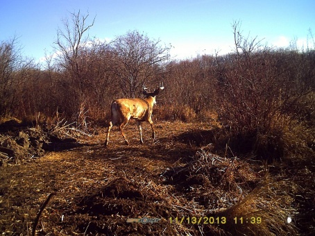 Game camera catches a nice buck last fall.