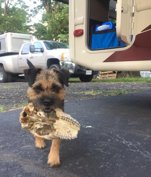 GCH Brian Wilson Border Terrier