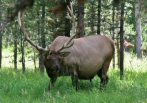 Getting bulked up for next months RUT by eating every mushroom along the meadow.