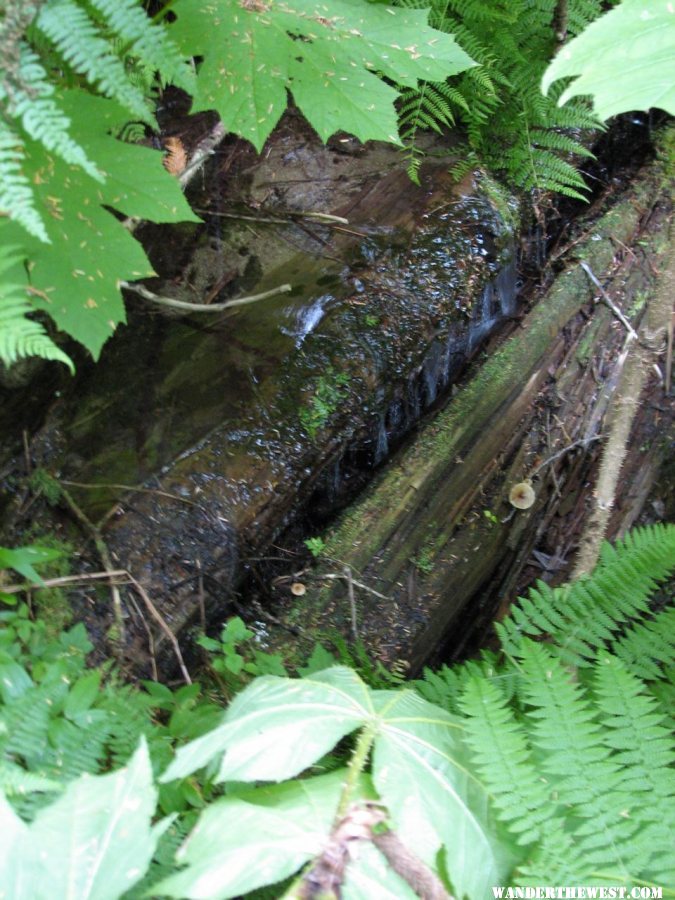 Giant Cedars Boardwalk