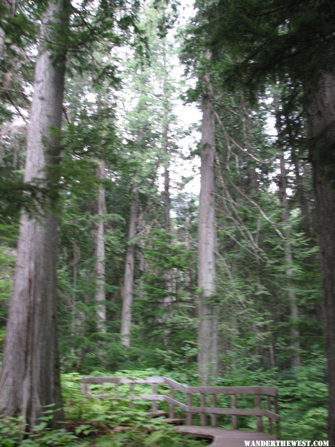 Giant Cedars Boardwalk