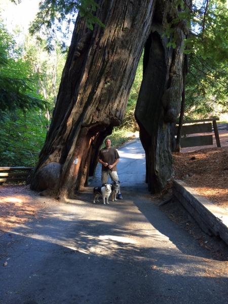 Giant Redwoods