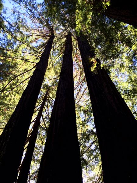 Giant Redwoods