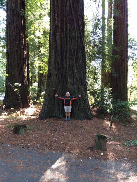 Giant Redwoods