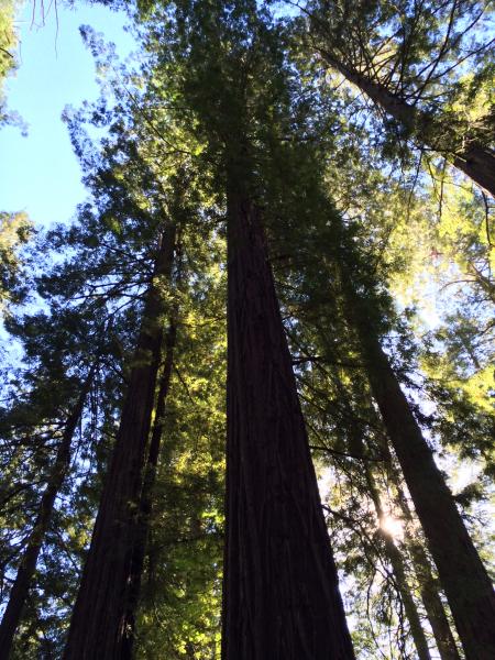 Giant Redwoods