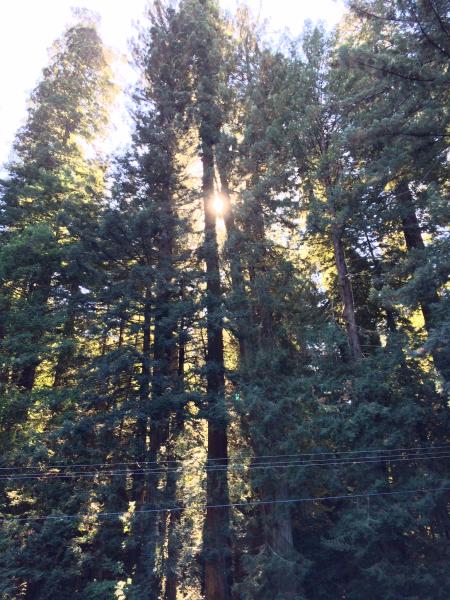 Giant Redwoods