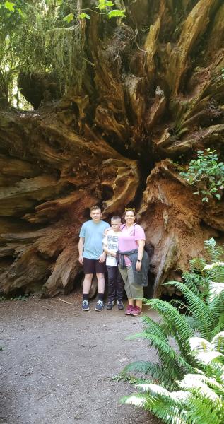 Giant rootball redwoods