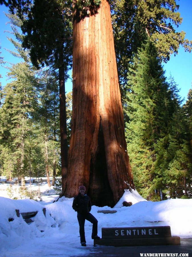 Giant tree Sentinel