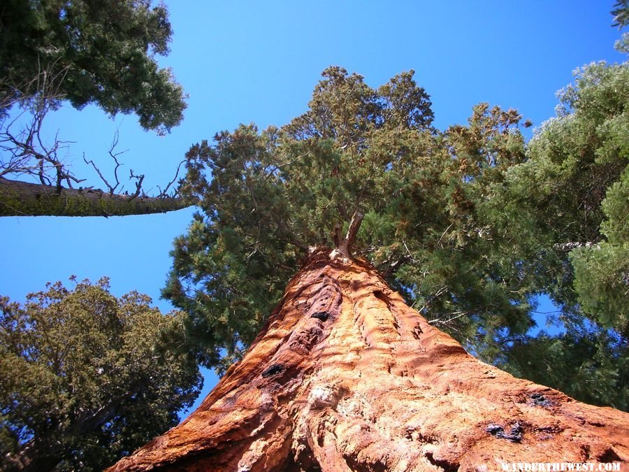 giant trees