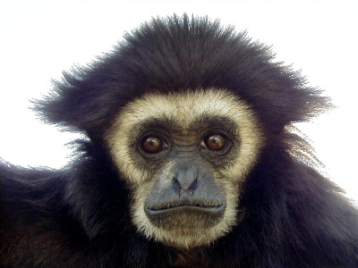 Gibbon monkey, future conversion owner.