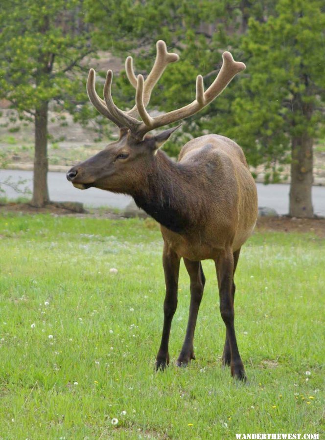 Glacier Basin Elk