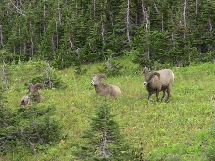 Glacier NP Rams 1