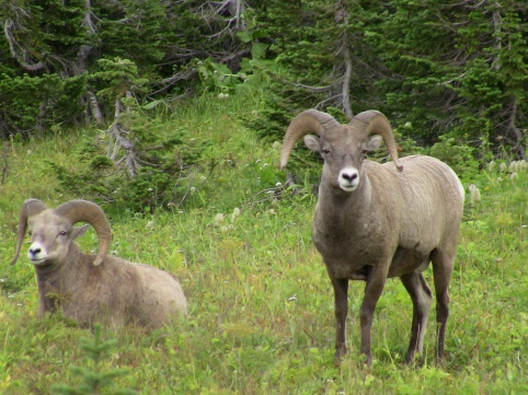 Glacier NP Rams 2