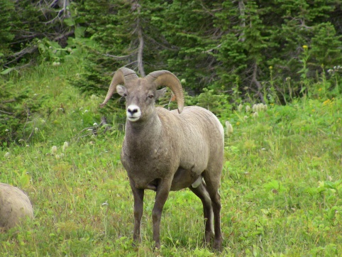 Glacier NP Rams 3