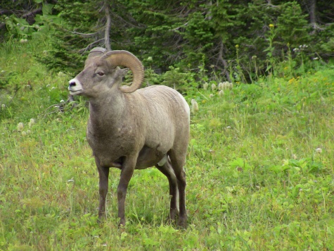 Glacier NP Rams 5