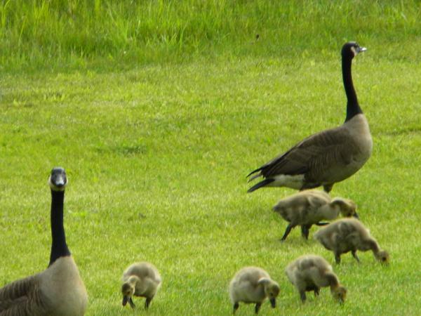 goose poo in you yard is NOT cute