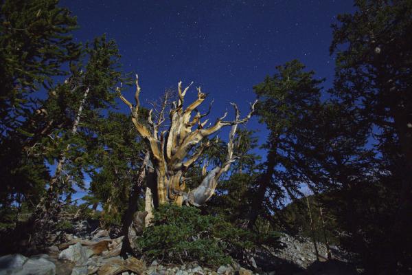 Great Basin NP, 3,200 year old Bristlecone Pine. Shot at Midnight using only moonlight