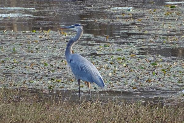 Great Blue Heron