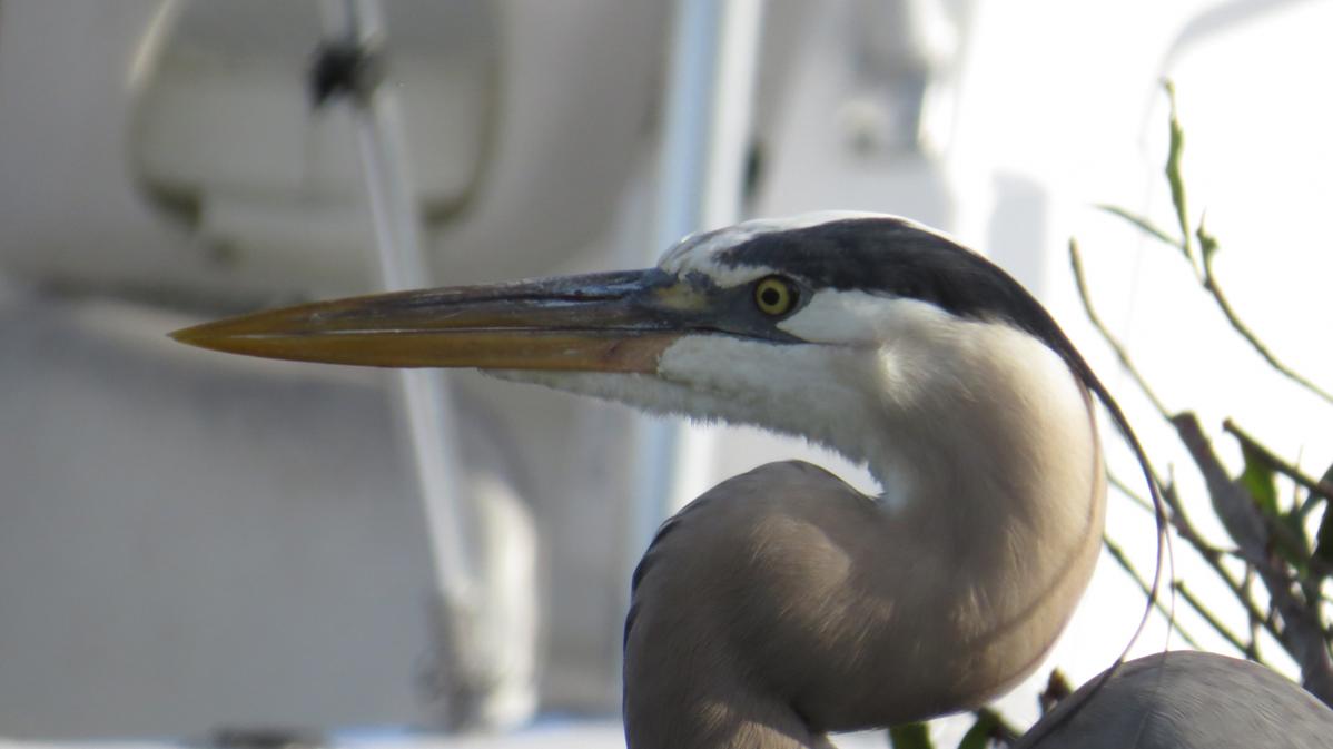 great blue profile