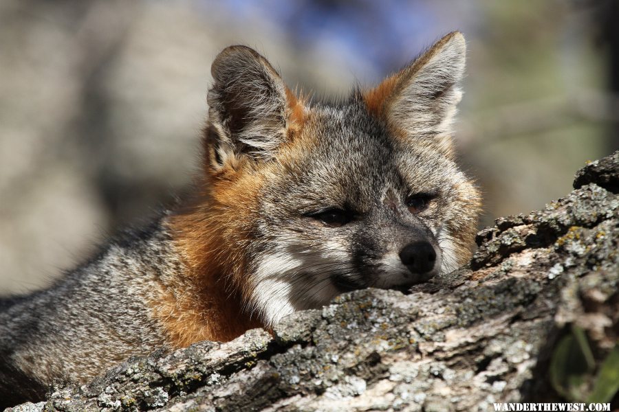 Grey Fox in our Oak Tree