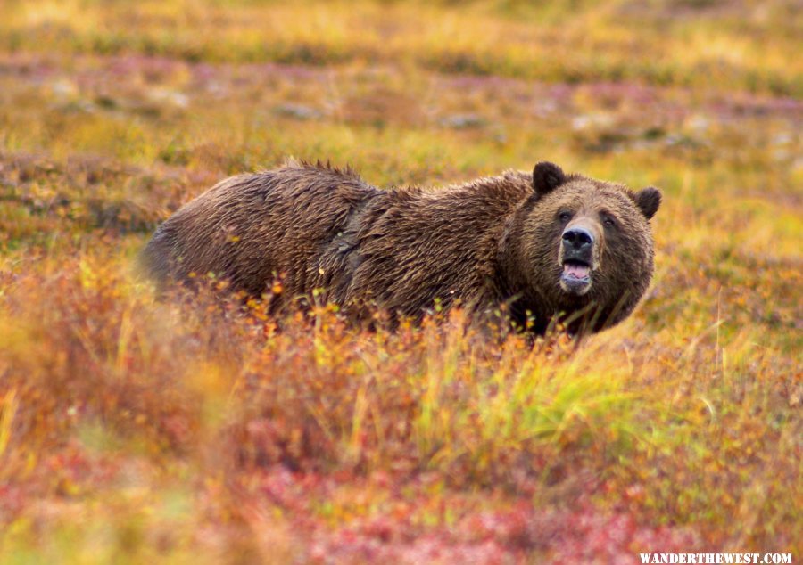 Grizzly Bear - Denali National Park