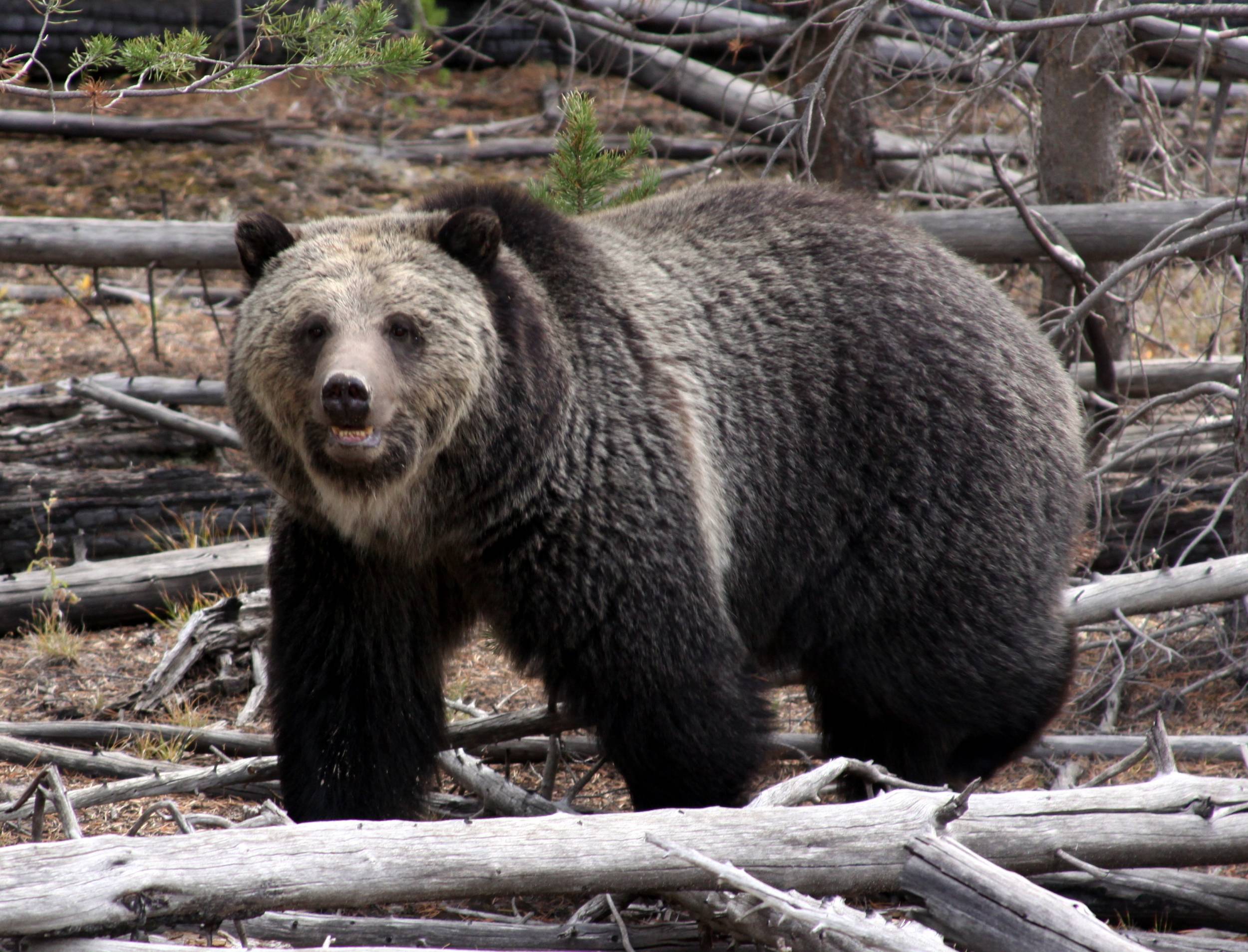 Grizzly Bear in Yellowstone National Park