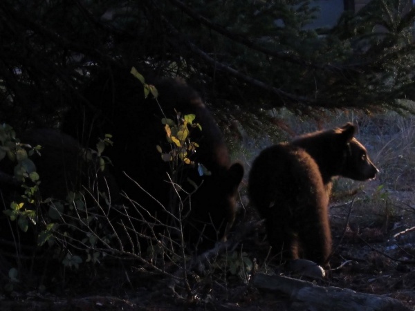 Grizzly cubs outside our canper