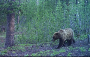 Grizzly with a cub 30' behind the RV.