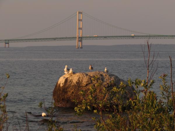 Gulls on a boulder and the Mackinaw Bridge near sunset