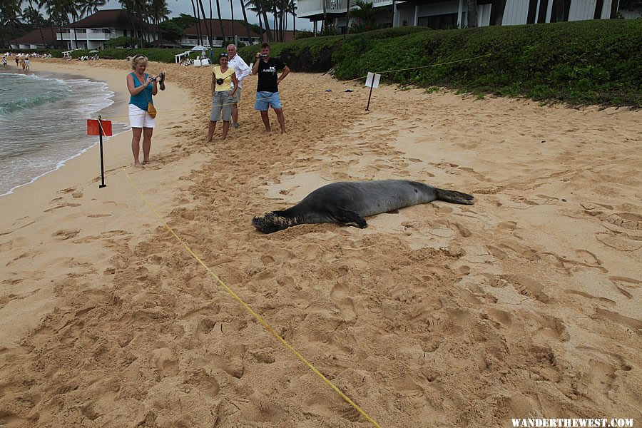 Hawaiian Monk Seal - Poipu