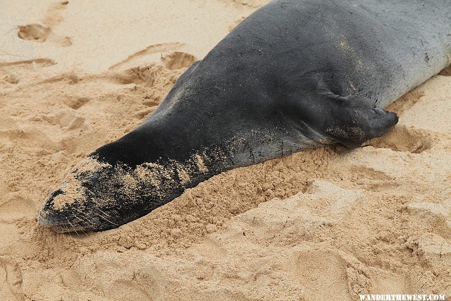 Hawaiian Monk Seal - Poipu