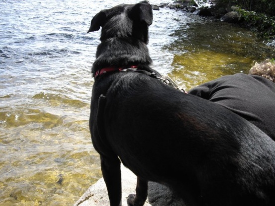 Here is my Dog Buddy, he loved camping.
He past away 6/15/2012. Rip Miss You Ole Friend.😭