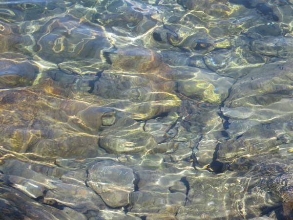 Here's the water in the Quinault, some of the clearest water you'll ever see.