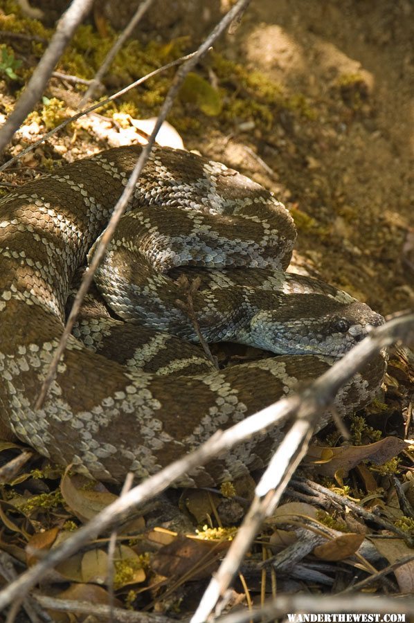 Hetch Hetchy Rattler