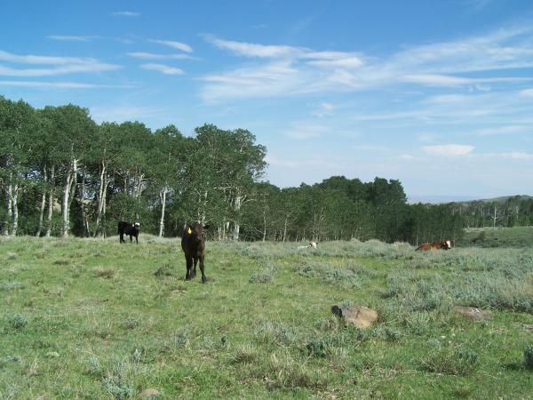 High country cows