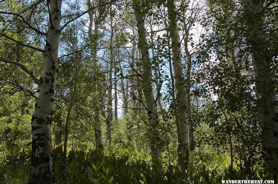 Hike above Blue Lake Campground - Modoc National Forest