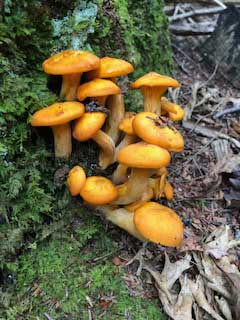 Hocking Hills Campground - Old Man's Cave
Nice fungus. Found this bright stash on the Gorge Rim Trail to Cedar Falls.