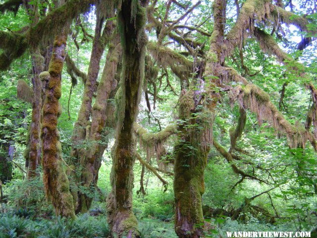 Hoh Rainforest 4.JPG