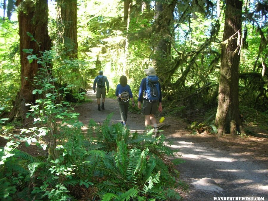 Hoh River Trail - August 2007