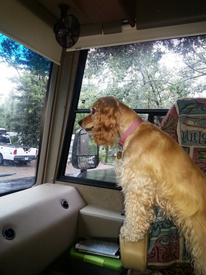 Honey Girl spotting wild turkeys for the first time near Julian, CA