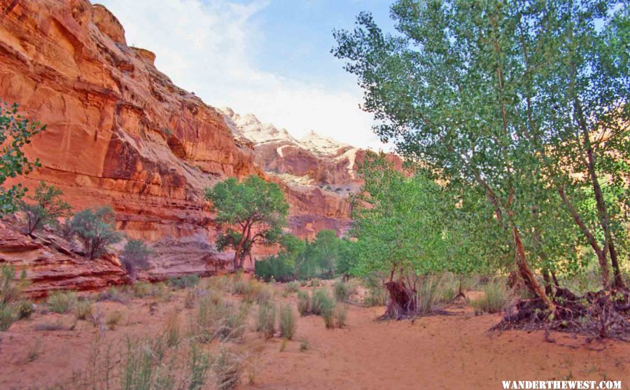 Horseshoe Canyon is a shady hike from the BLM Camp