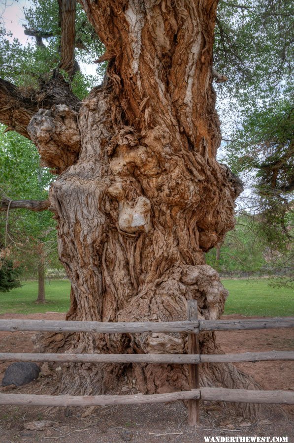 HUGE Gnarly Old Cottonwood